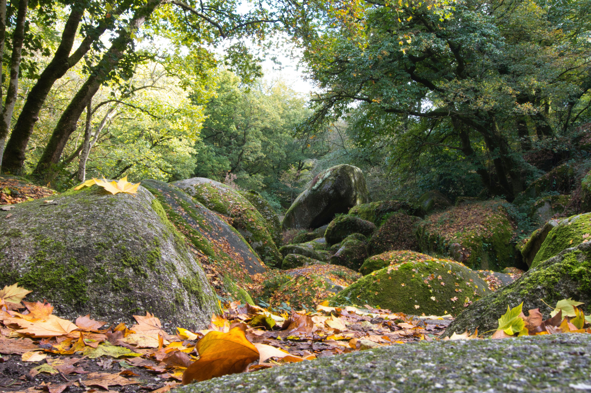 Chaos rocheux et sous-bois de la forêt de Huelgoat, en Bretagne